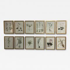 Framed Botanicals by Niki Goulandris 12 available - 4127693