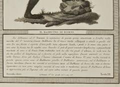 Framed Engraving Il Bobbuino di Bosco Italy circa 1812 - 3530760