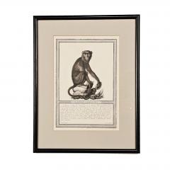 Framed Engraving Il Patasso a Fascia Nera Italy circa 1812 - 3604118