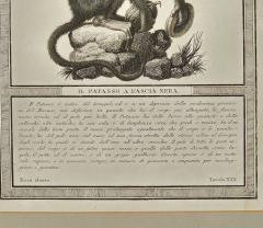 Framed Engraving Il Patasso a Fascia Nera Italy circa 1812 - 3604121