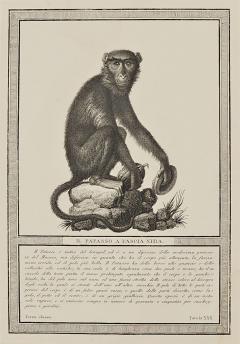 Framed Engraving Il Patasso a Fascia Nera Italy circa 1812 - 3604616