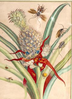 Framed Hand Colored Engraving Of Pineapple And Insects By Maria Sybella Meriam - 4723507