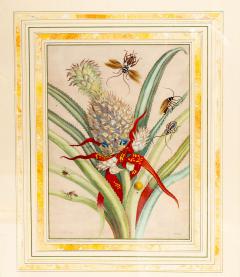 Framed Hand Colored Engraving Of Pineapple And Insects By Maria Sybella Meriam - 4723536