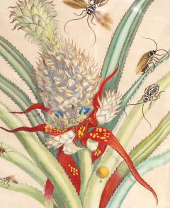 Framed Hand Colored Engraving Of Pineapple And Insects By Maria Sybella Meriam - 4723537