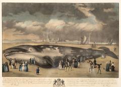 Framed Print Of A Fin Whale - 4396632