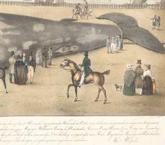 Framed Print Of A Fin Whale - 4396648