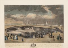 Framed Print Of A Fin Whale - 4396797