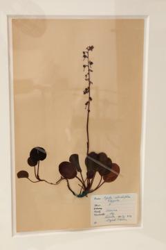 Framed Set of Four Herbaria - 1406152