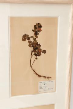 Framed Set of Four Herbaria - 1406171