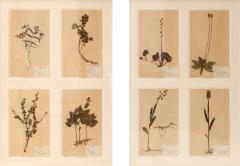 Framed Set of Four Herbaria - 1595998