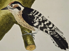 Fran ois Nicolas Martinet An 18th Century Hand Colored Engraving of Woodpeckers Le Petit Pic by Martinet - 2765206