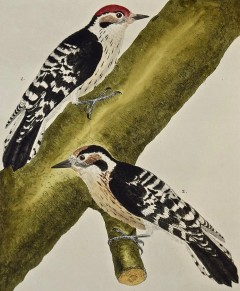 Fran ois Nicolas Martinet An 18th Century Hand Colored Engraving of Woodpeckers Le Petit Pic by Martinet - 2765237