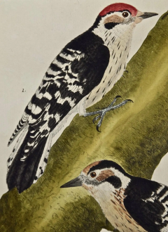 Fran ois Nicolas Martinet An 18th Century Hand Colored Engraving of Woodpeckers Le Petit Pic by Martinet - 2765243