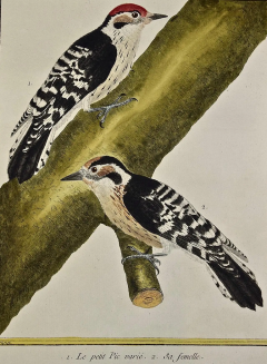 Fran ois Nicolas Martinet An 18th Century Hand Colored Engraving of Woodpeckers Le Petit Pic by Martinet - 2765263