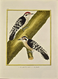 Fran ois Nicolas Martinet An 18th Century Hand Colored Engraving of Woodpeckers Le Petit Pic by Martinet - 2765666