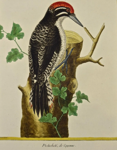 Fran ois Nicolas Martinet An 18th Century Hand Colored Engraving of a Woodpecker Pictachete by Martinet - 2765240