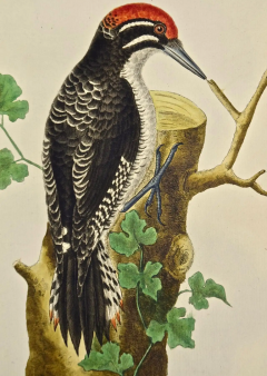 Fran ois Nicolas Martinet An 18th Century Hand Colored Engraving of a Woodpecker Pictachete by Martinet - 2765260