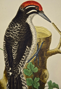 Fran ois Nicolas Martinet An 18th Century Hand Colored Engraving of a Woodpecker Pictachete by Martinet - 2765264