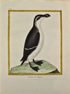 Fran ois Nicolas Martinet An 18th Century Hand Colored Martinet Engraving of a Penguin Femelle Pingoin  - 2765665
