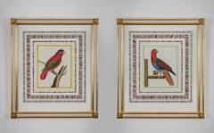 Francois Nicholas Martinet Francois Nicolas Martinet Pair Framed Parrot Engravings - 3939869