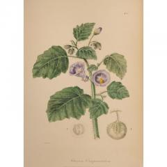 Frederick James Knowles The Floral Cabinet and Magazine of Exotic Botany by FREDERIC KNOWLES - 3007637