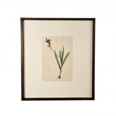 French Botanical Illustration 19th century - 3520383