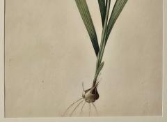 French Botanical Illustration 19th century - 3520385