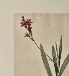 French Botanical Illustration 19th century - 3520386