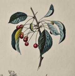 French Botanical Illustration 19th century - 3520389