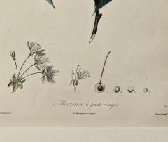 French Botanical Illustration 19th century - 3520390