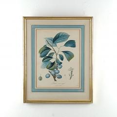 French Fruit Botanical 19th century - 3418534
