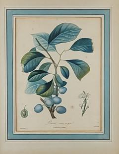 French Fruit Botanical 19th century - 3418535