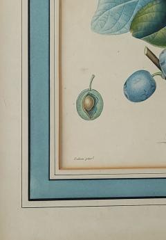 French Fruit Botanical 19th century - 3418536