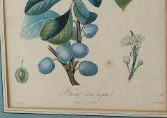 French Fruit Botanical 19th century - 3418537