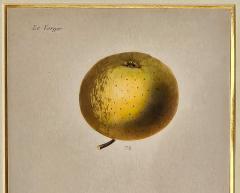 French Fruit Engraving 19th century - 3481085
