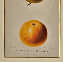 French Fruit Engraving 19th century - 3481087