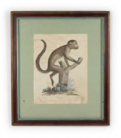 French Victorian Monkey Engraving Print - 4517021