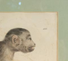 French Victorian Monkey Engraving Print - 4517023