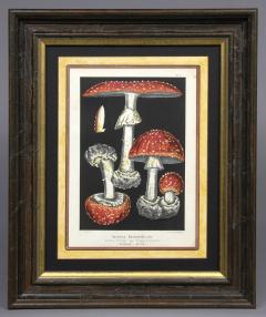 Fritz Leuba Set Four Framed Mushroom Chromolithographs Circa 1890 - 116605