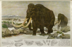 Fritz Zerritsch 1955 Quaternary Ice Age Landscape Woolly Mammoth Wall Hanging - 3767627