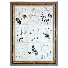 GRAND FRAMED GROUP OF FRENCH PRESSED BOTANICAL SPECIMENS - 2756406