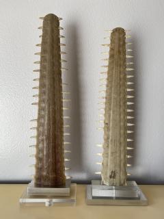 Gabriella Crespi Pair of Sawfish Rostrum Bills - 2522484