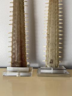 Gabriella Crespi Pair of Sawfish Rostrum Bills - 2522486