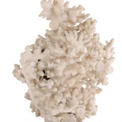 Genuine Coral Table Lamp on Marble Base c 1980 - 4706264
