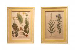 Georg Dionysius Ehret 2931 Set of Twelve 18th Century Botanical Prints by Georg Dionysius Ehret - 2517578