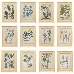 Georg Dionysius Ehret 2931 Set of Twelve 18th Century Botanical Prints by Georg Dionysius Ehret - 2517579