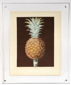 George Brookshaw A Pair of Pineapples - 763614