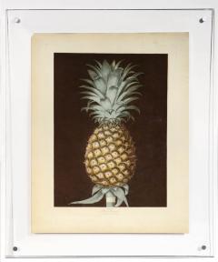 George Brookshaw A Pair of Pineapples - 763615