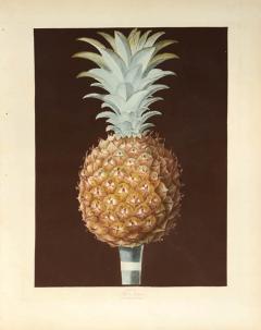 George Brookshaw A Pair of Pineapples - 764260