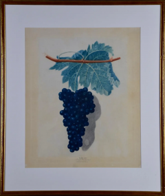 George Brookshaw George Brookshaws Black Frontiniac Wine Grape Aquatint from Pomona Brittanica  - 2707168